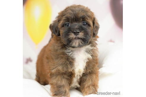 成約済の千葉県のミックス犬-211971の1枚目